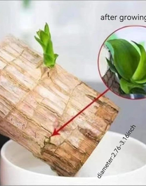 Green Lucky Brazil Wood Plant ( Pack Of 2 )