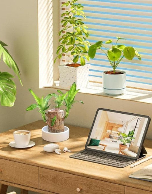 Green Lucky Brazil Wood Plant ( Pack Of 2 )