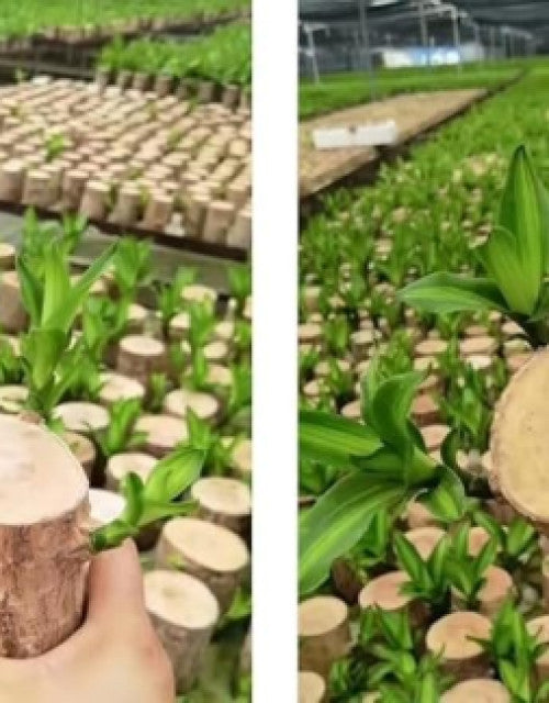 Green Lucky Brazil Wood Plant ( Pack Of 2 )